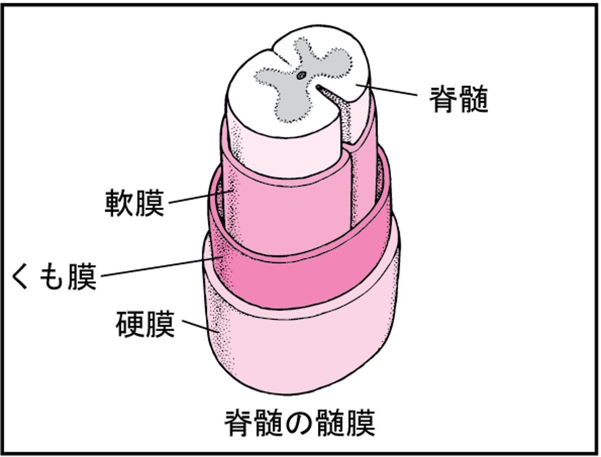 脊椎の成り立ち