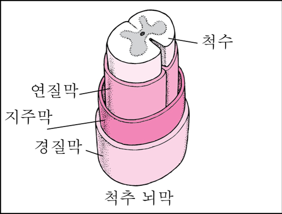 척추 조직 방법