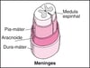 Organização da coluna vertebral