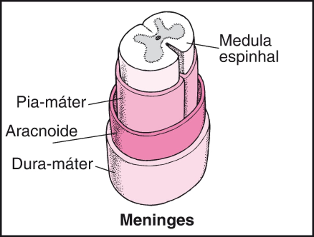 Organização da coluna vertebral