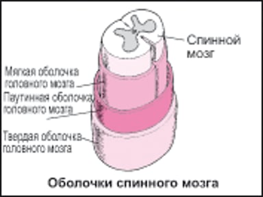 Как устроен спинной мозг