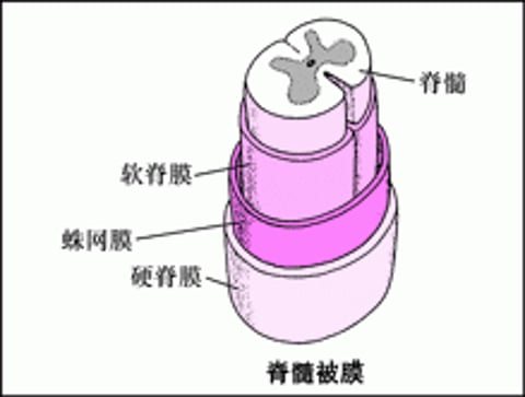 脊柱结构