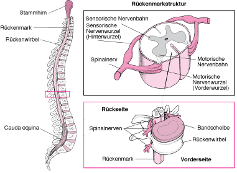 Aufbau des Rückgrats