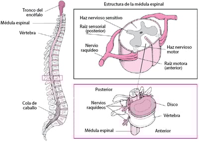 Organización de la columna vertebral