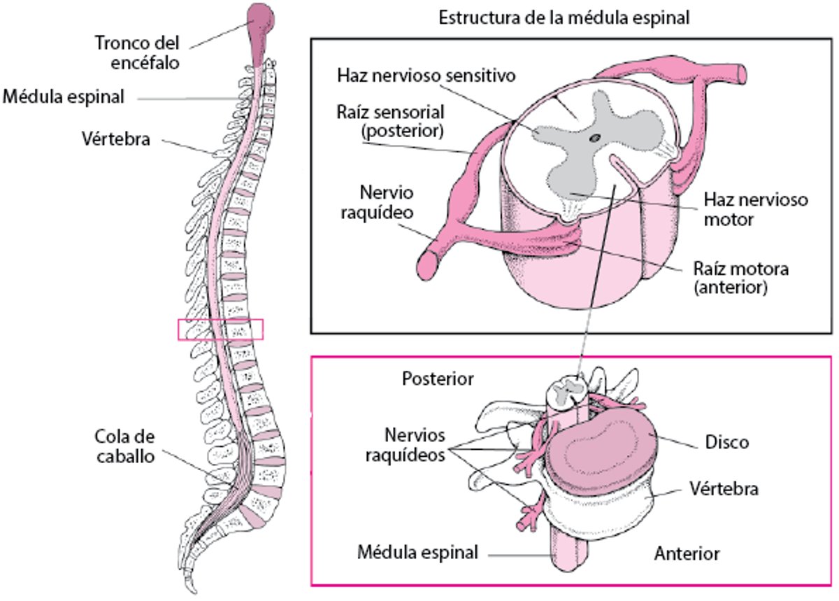 Organización de la columna vertebral