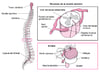 Structure du rachis