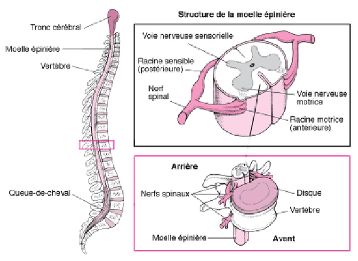 Structure du rachis