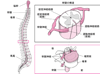 脊椎せきついの成なり立たち