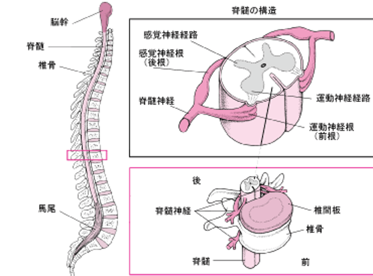 脊椎せきついの成なり立たち