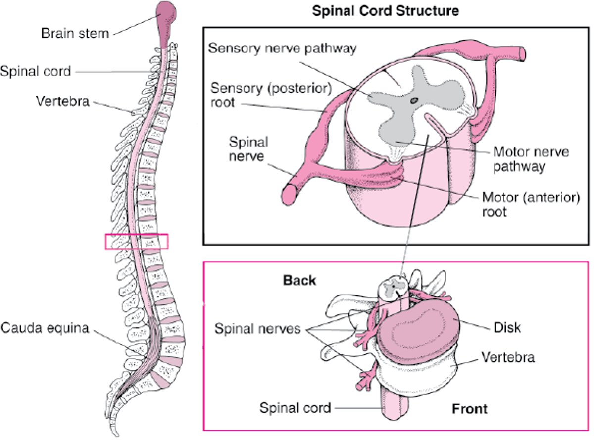 척추 조직 방법