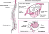 Organização da coluna vertebral
