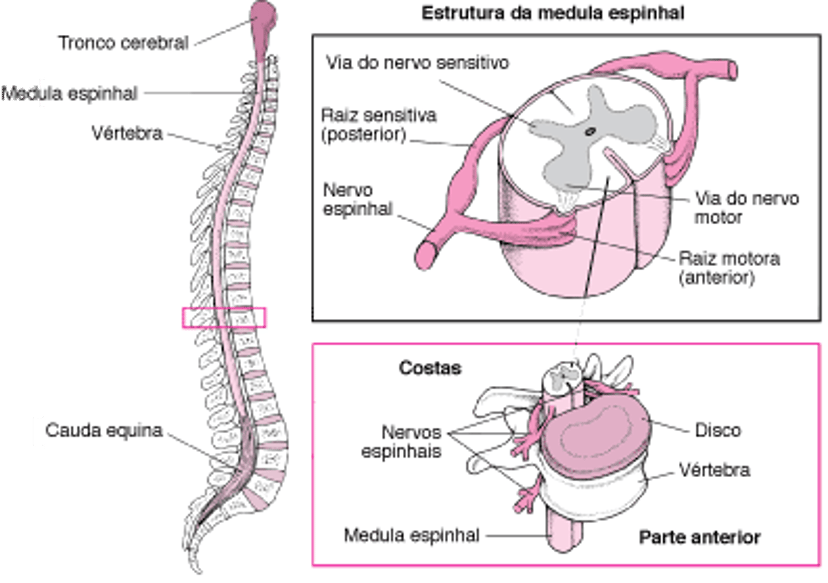 Organização da coluna vertebral