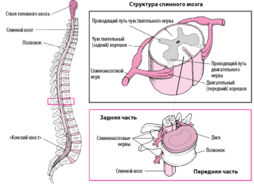 Как устроен спинной мозг