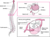 How the Spine Is Organized