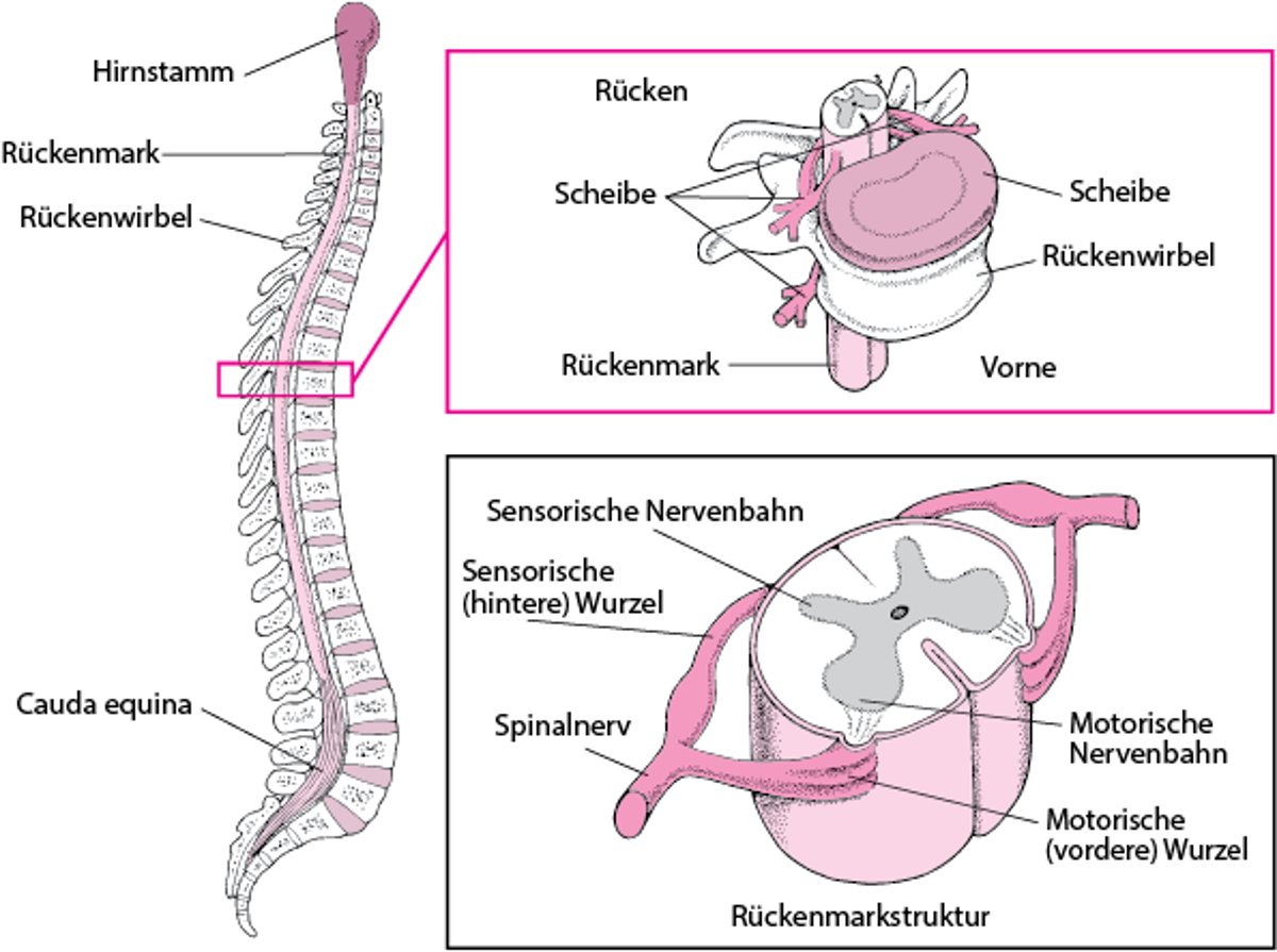 Aufbau des Rückgrats