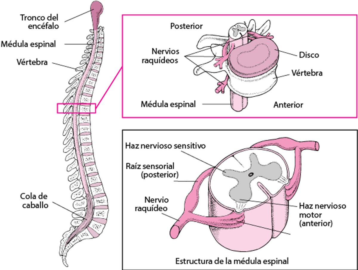 Organización de la columna vertebral