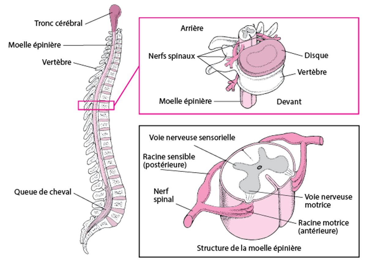 Structure du rachis