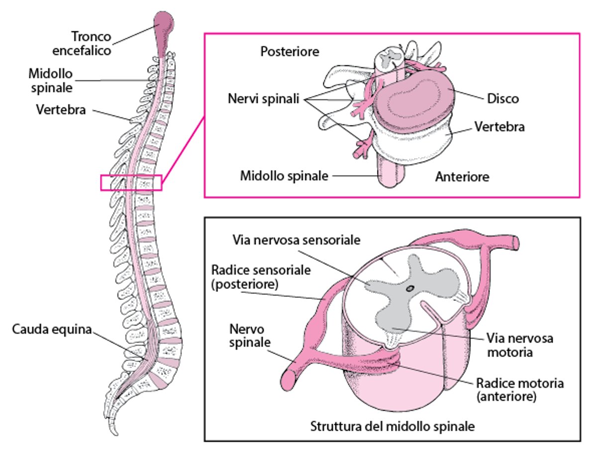 Struttura del rachide