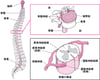 脊椎せきついの成なり立たち