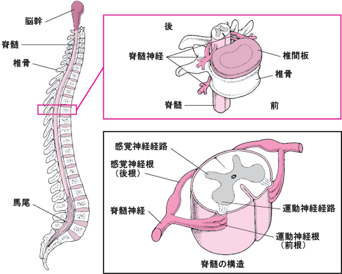 脊椎せきついの成なり立たち