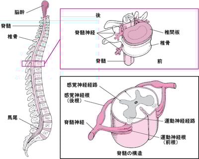 <ruby >脊椎<rt >せきつい</rt></ruby>の<ruby >成<rt >な</rt></ruby>り<ruby >立<rt >た</rt></ruby>ち