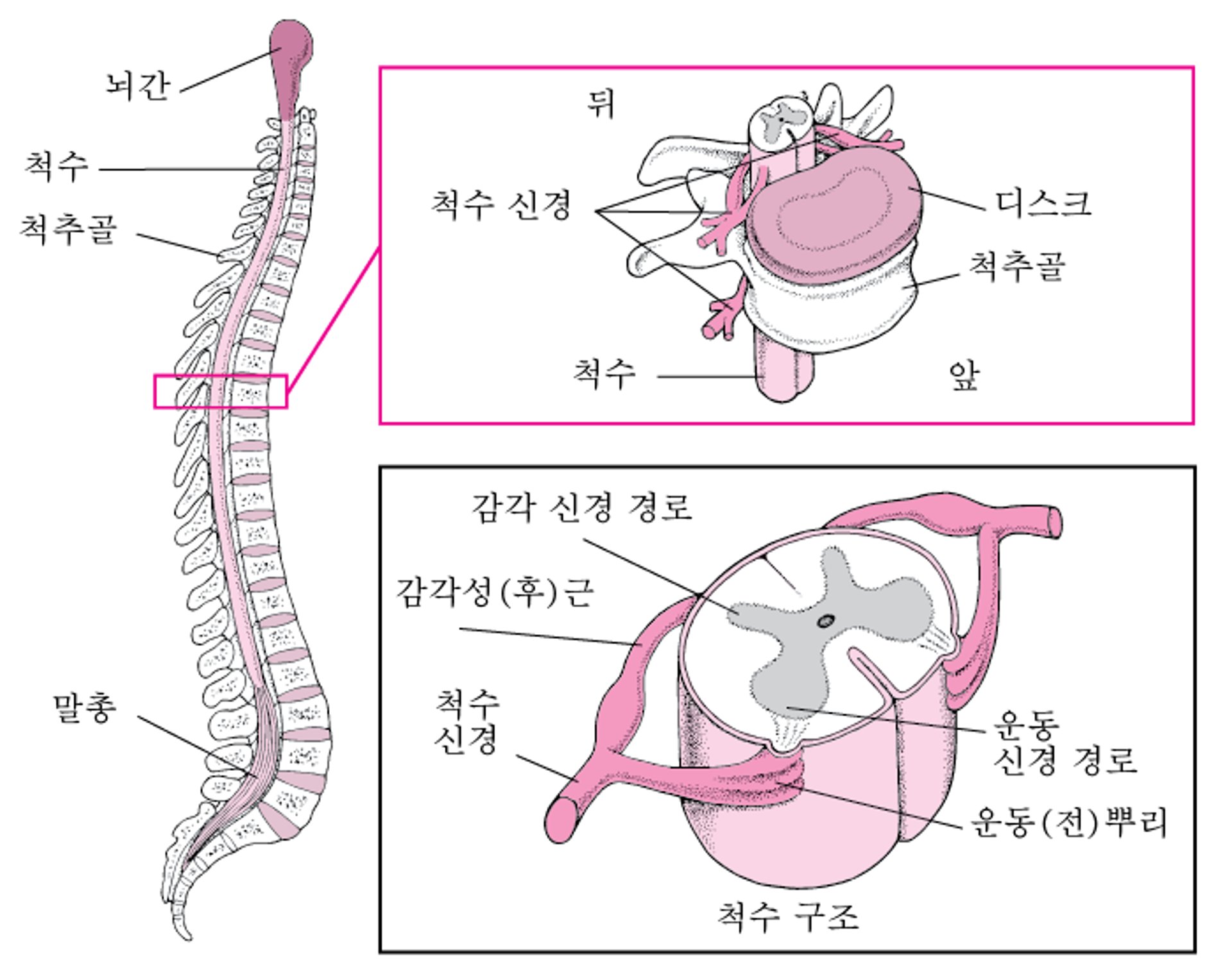 척추 조직 방법