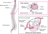 Organização da coluna vertebral