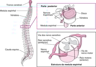 Organização da coluna vertebral