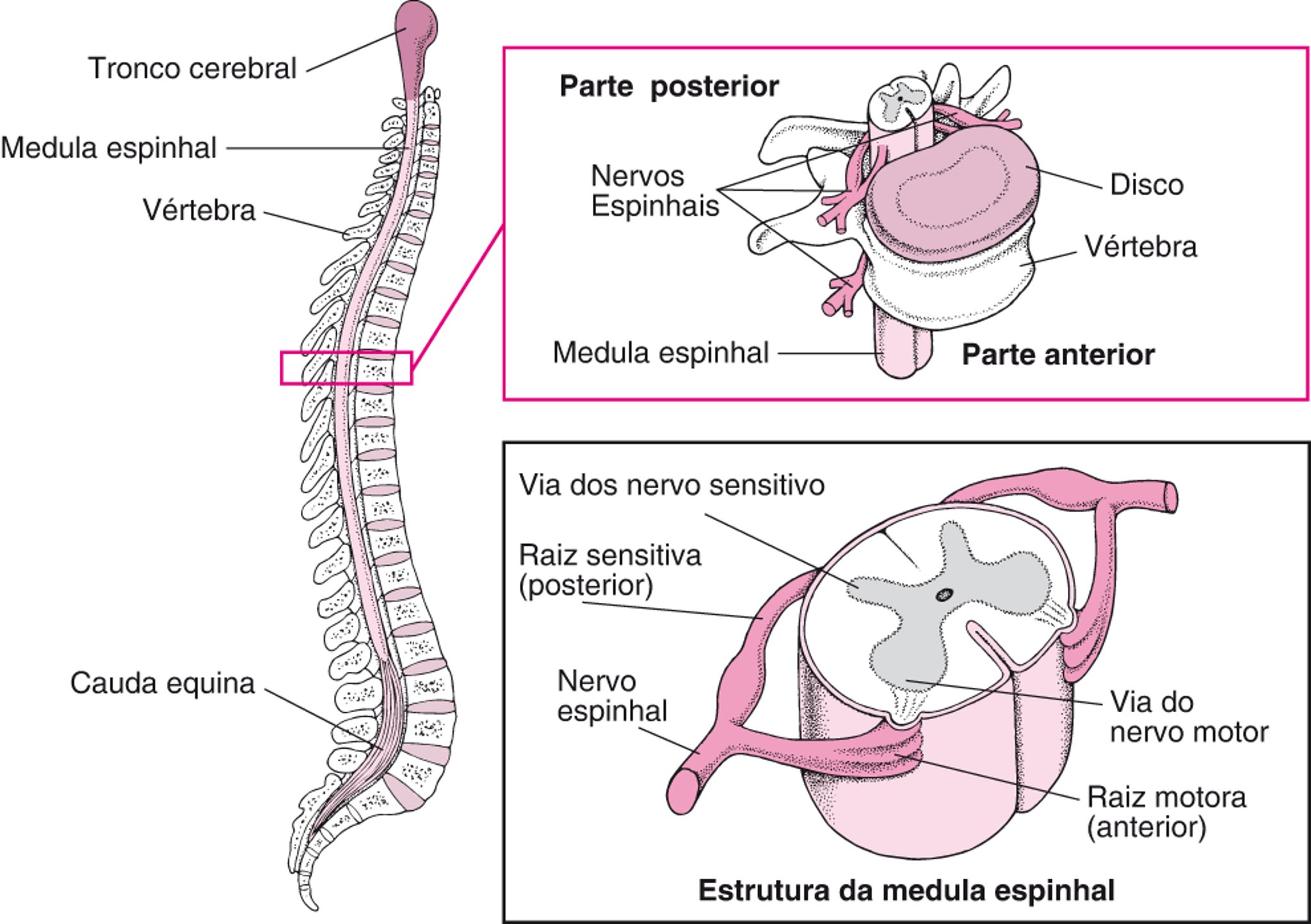 Organização da coluna vertebral