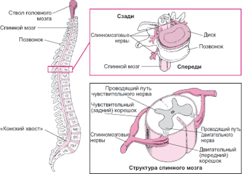 Как устроен спинной мозг