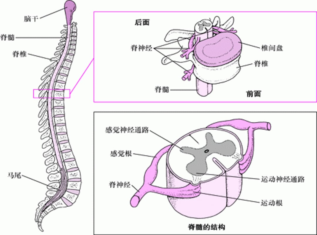 脊柱结构