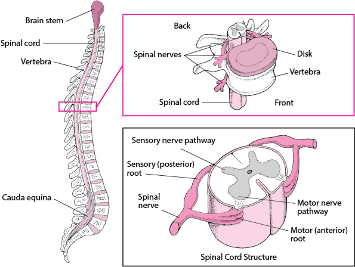 Structure du rachis