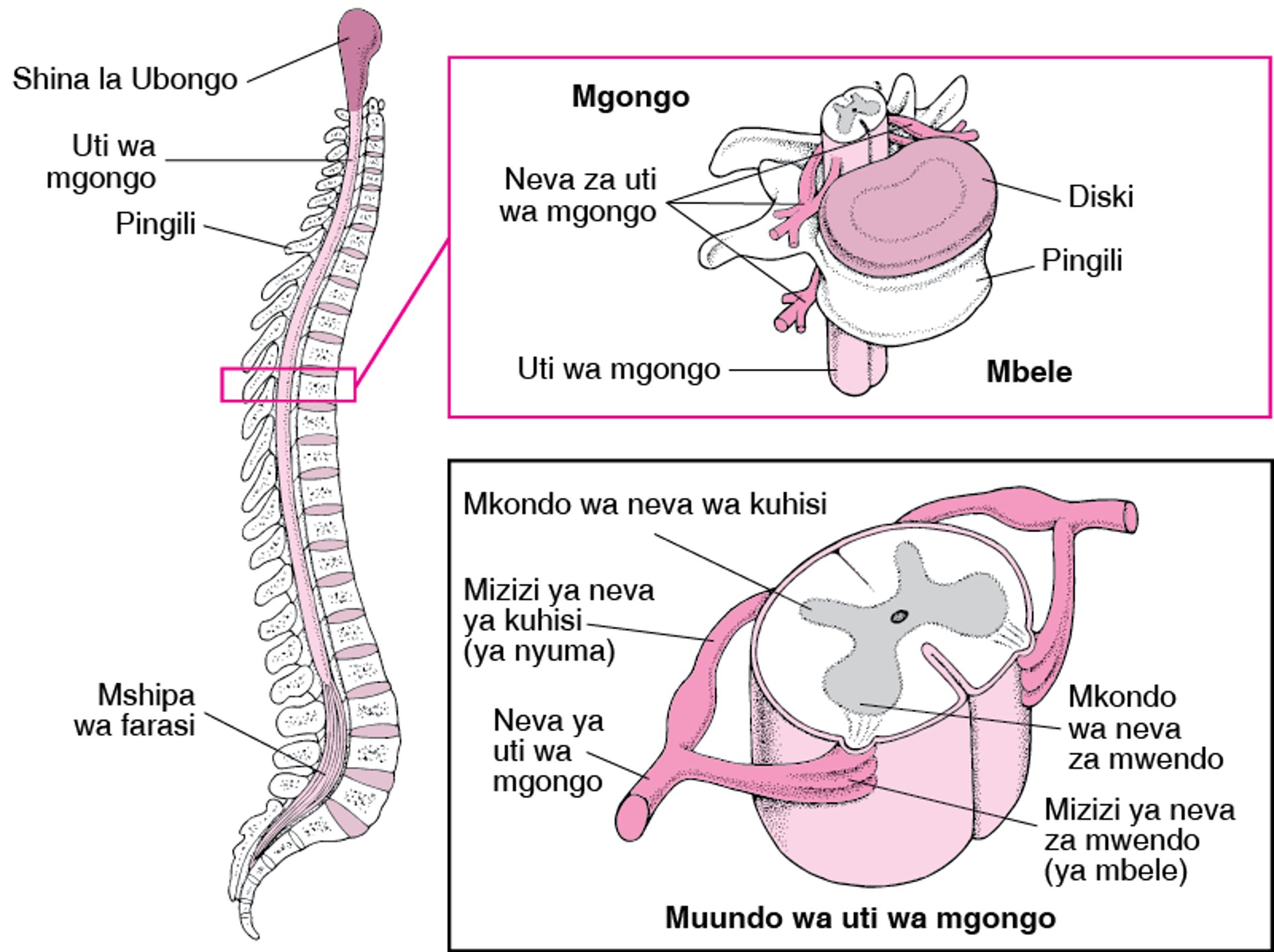 Jinsi Uti wa Mgongo Ulivyo