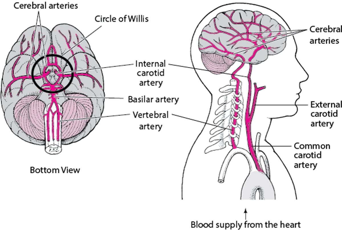 Supplying the Brain With Blood