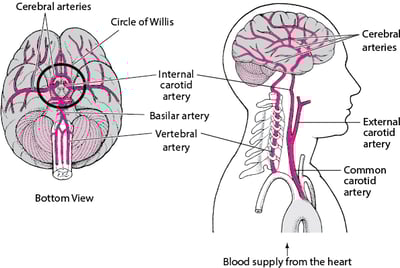 Supplying the Brain With Blood