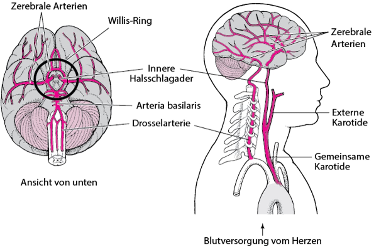 Die Blutversorgung des Gehirns