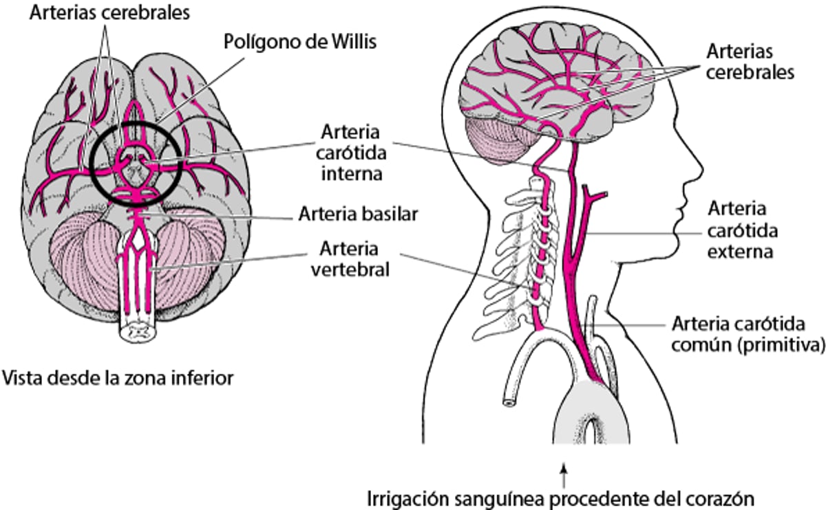 Irrigación cerebral