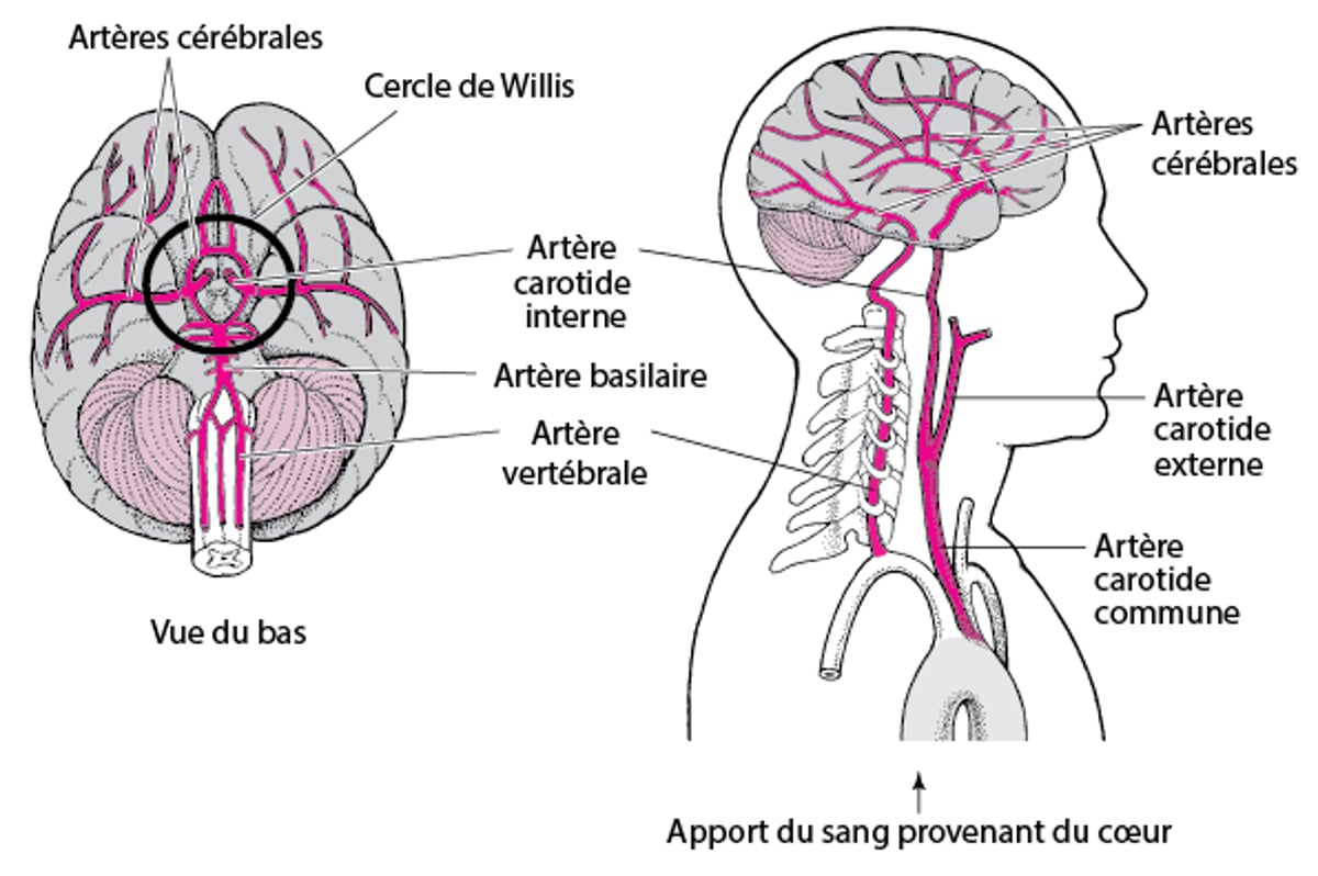 Irrigation sanguine du cerveau