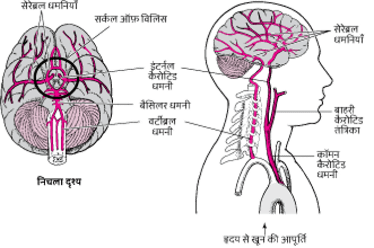 दिमाग में ब्लड पहुंचाना