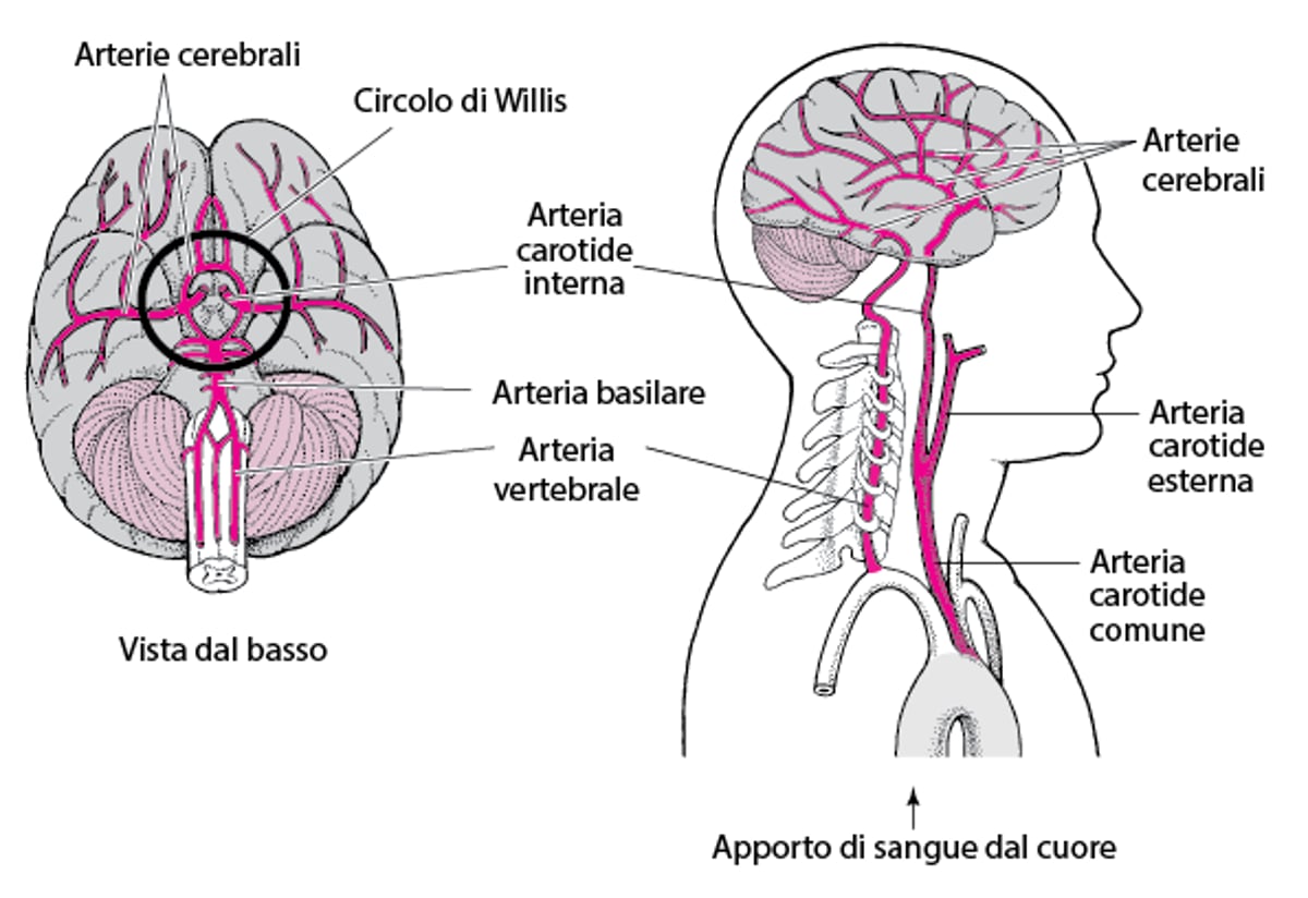 Afflusso di sangue al cervello