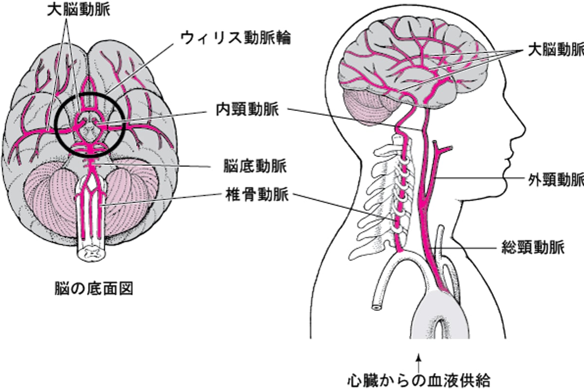 脳への血液供給