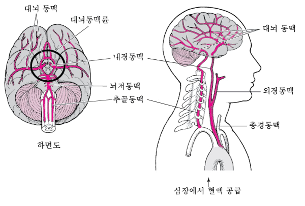 뇌의 혈액 공급