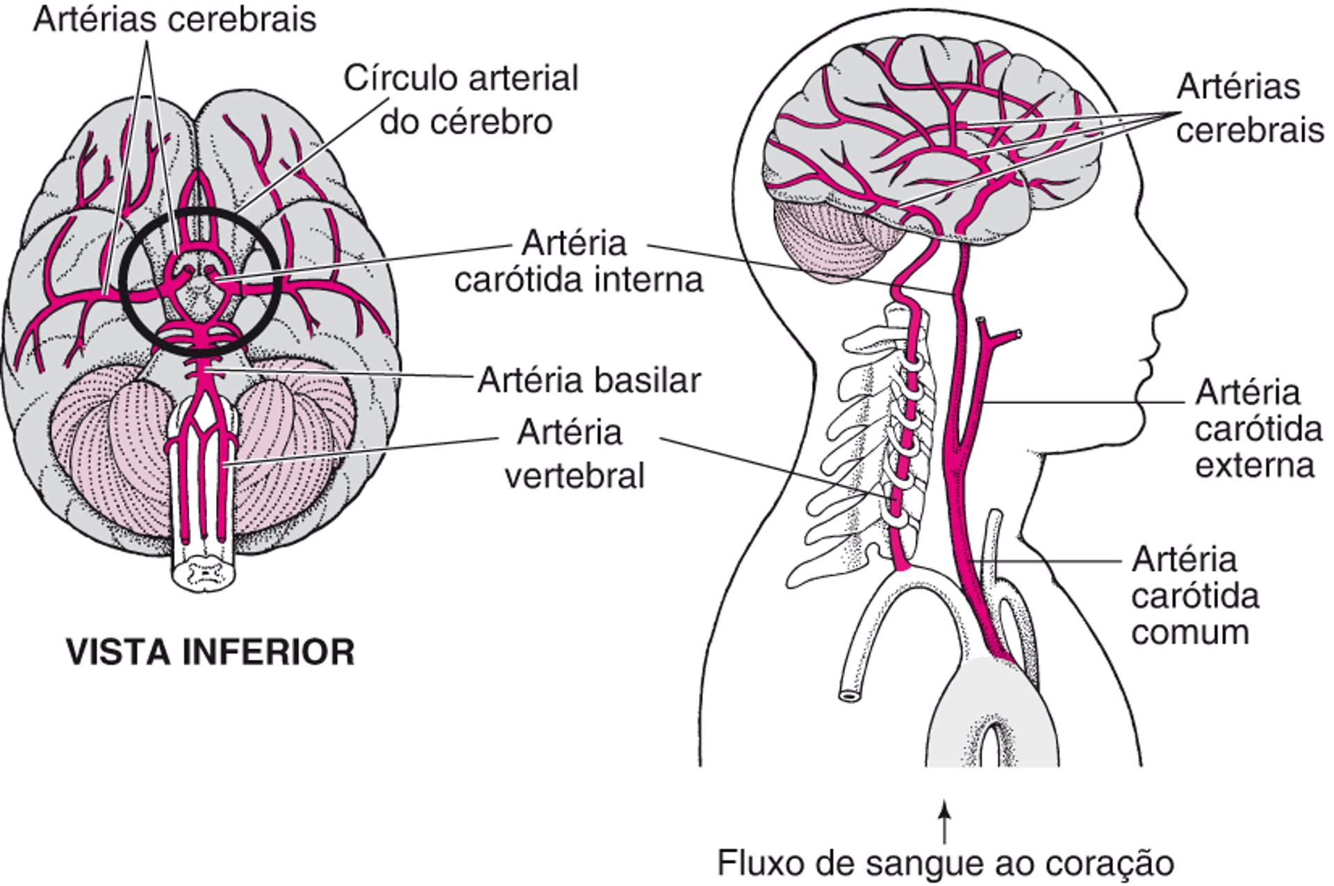 Fornecimento de sangue para o cérebro