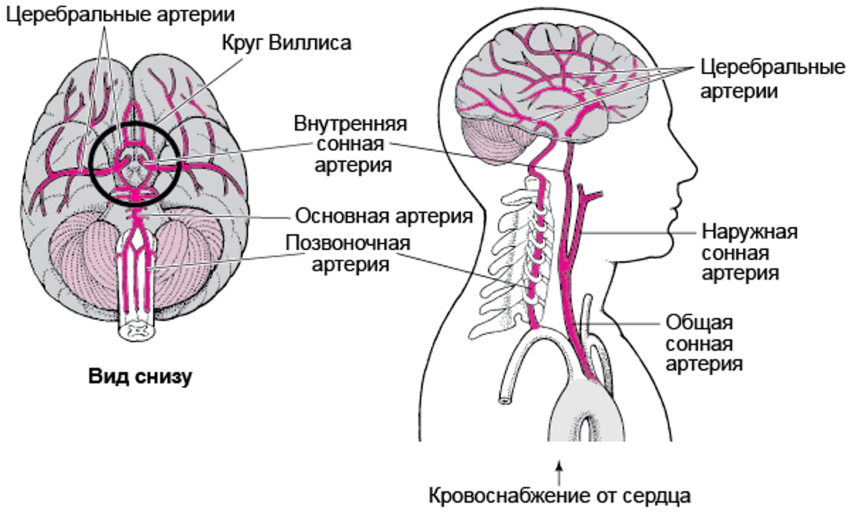 Снабжение головного мозга кровью