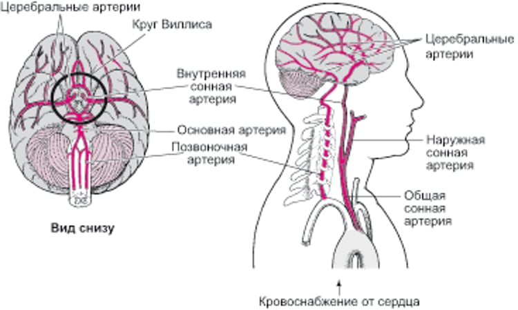 Снабжение головного мозга кровью