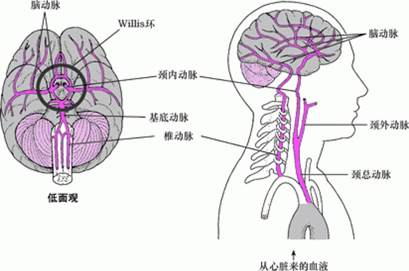 脑部血供