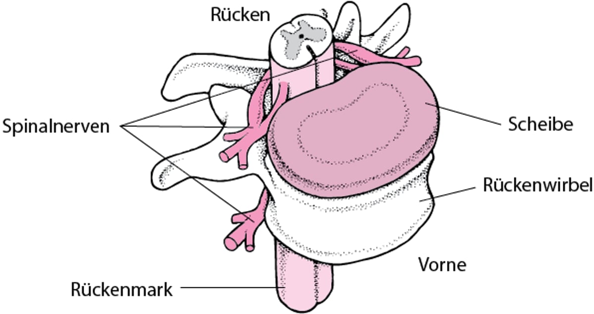 Zum, vom und entlang des Rückenmarks hinauf und herab