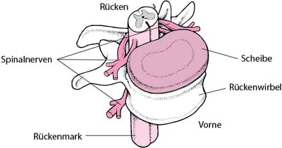 Zum, vom und entlang des Rückenmarks hinauf und herab