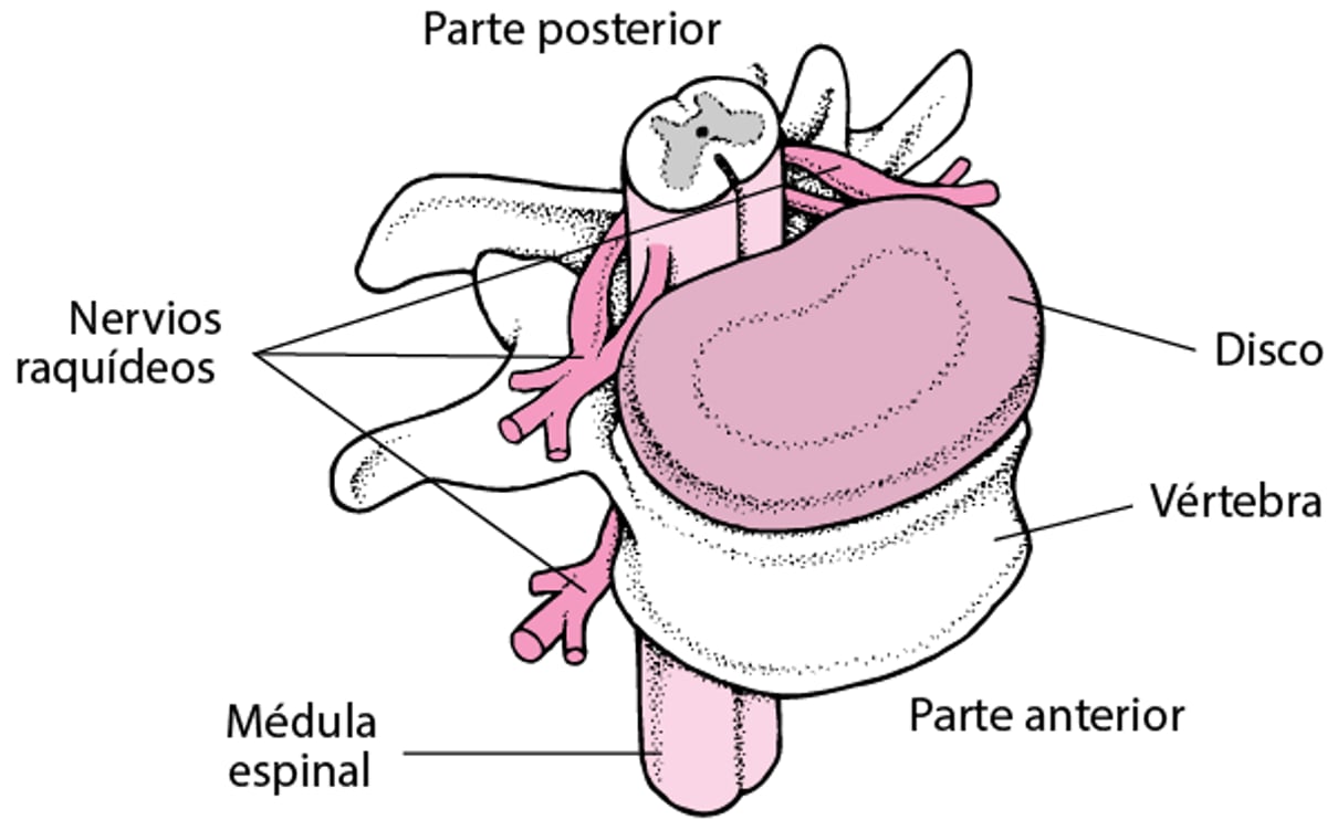 Los impulsos nerviosos y la médula espinal