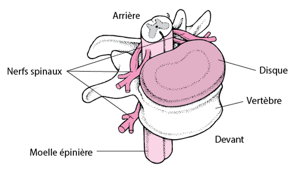 Depuis et jusqu’à la moelle épinière, en montant et en descendant